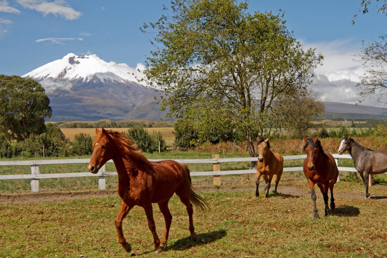 Hacienda San Agustin De Callo Lasso Eksteriør bilde